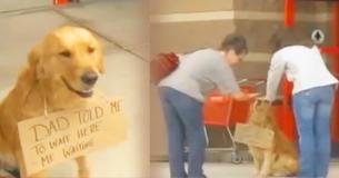 Un golden retriever bien entrenado y rescatado se sienta afuera de una tienda de Pensilvania con un letrero alrededor del cuello, mientras espera pacientemente a que su dueño salga Un golden retriever bien entrenado y rescatado se sienta afuera de una tienda de Pensilvania con un letrero alrededor del cuello, mientras espera pacientemente a que su dueño salga