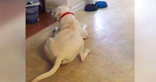 Un cane fa i capricci quando la proprietaria non aggiunge un po' di salsa gravy alla sua cena Un cane fa i capricci quando la proprietaria non aggiunge un po' di salsa gravy alla sua cena