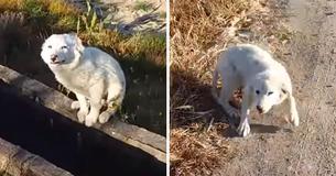 Cachorrinho abandonado implora para que homem o adote Cachorrinho abandonado implora para que homem o adote