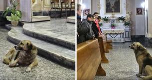 Perro fiel asiste todos los días a la iglesia donde tuvo lugar el funeral de su dueña, esperando a que ella regrese Perro fiel asiste todos los días a la iglesia donde tuvo lugar el funeral de su dueña, esperando a que ella regrese