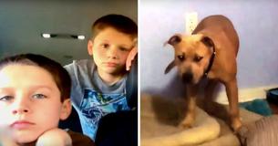Pit Bull Protects Two Boys From A Venomous Snake, Passes Away The Next Day Pit Bull Protects Two Boys From A Venomous Snake, Passes Away The Next Day