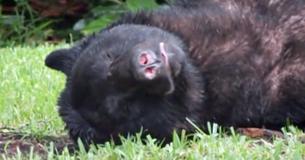 Un oso enorme se queda dormido en el jardín después de comerse 9 kilos de comida para perros Un oso enorme se queda dormido en el jardín después de comerse 9 kilos de comida para perros