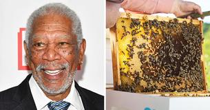 Morgan Freeman convierte su rancho de 50 hectáreas en un santuario para salvar a las abejas Morgan Freeman convierte su rancho de 50 hectáreas en un santuario para salvar a las abejas