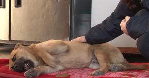 Sofrendo com um trauma, cachorrinho abandonado chora todas as noites até dormir Sofrendo com um trauma, cachorrinho abandonado chora todas as noites até dormir