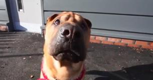 Dog Abandoned Scottish Train Station Tied To A Luggage Bag Full Of His Belongings Dog Abandoned Scottish Train Station Tied To A Luggage Bag Full Of His Belongings