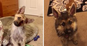 Two-Year-Old German Shepherd With Dwarfism Still Resembles A Puppy Two-Year-Old German Shepherd With Dwarfism Still Resembles A Puppy