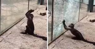 Monkey Sharpens Rock And Uses It To Break Through Glass Enclosure At Zoo Monkey Sharpens Rock And Uses It To Break Through Glass Enclosure At Zoo