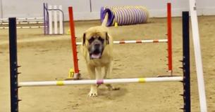 Mastiff Performs Agility Course At His Own Pace Mastiff Performs Agility Course At His Own Pace