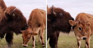 Helen, A Blind, Lonely Bison Was Ignored Until She Found Oliver, A Jersey Calf Helen, A Blind, Lonely Bison Was Ignored Until She Found Oliver, A Jersey Calf