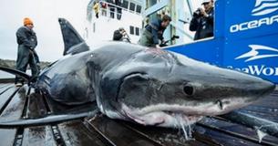 Les scientifiques trouvent grand requin blanc de plus de 3 mètres de long et pesant plus de 450 kg qui a été mordu par une créature encore plus grande Les scientifiques trouvent grand requin blanc de plus de 3 mètres de long et pesant plus de 450 kg qui a été mordu par une créature encore plus grande