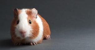 Dad From Massachusetts Lost Daughter's Hamster And Gets Famous With His Panicked Texts Dad From Massachusetts Lost Daughter's Hamster And Gets Famous With His Panicked Texts