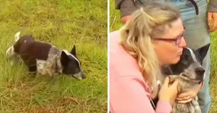 Deaf And Blind Dog Stays With Missing 3-Year-Old For 15 Hours And Keeps Her Safe Until Search Teams Find Her Deaf And Blind Dog Stays With Missing 3-Year-Old For 15 Hours And Keeps Her Safe Until Search Teams Find Her