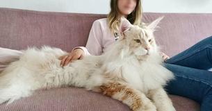 Mira las fotos de Lotus, una gata de raza Maine Coon que es extremadamente grande y majestuosa Mira las fotos de Lotus, una gata de raza Maine Coon que es extremadamente grande y majestuosa