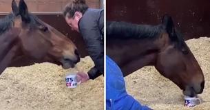 Spoilt Police Horse Has Officers Bring Him Cups Of Tea Spoilt Police Horse Has Officers Bring Him Cups Of Tea