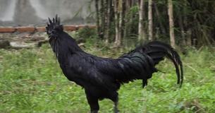 Ayam Cemani Chickens From Indonesia Are Completely Midnight Black From Tip To Tail Ayam Cemani Chickens From Indonesia Are Completely Midnight Black From Tip To Tail