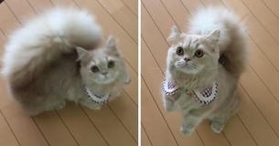 Un magnifique chat Un magnifique chat