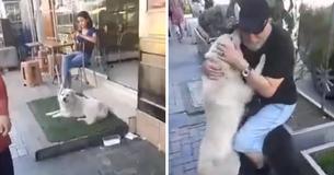 Family Is Shattered After Losing Dog And Find Him 2 Months Later Living On The Streets Family Is Shattered After Losing Dog And Find Him 2 Months Later Living On The Streets