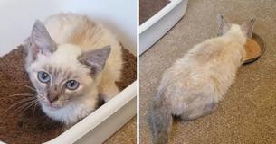 Siamese Kitten Found In Florida Road Makes Kitty Friend In Foster Care - Woman Adopts Them Both Siamese Kitten Found In Florida Road Makes Kitty Friend In Foster Care - Woman Adopts Them Both