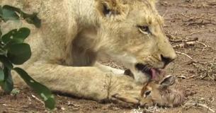 Un photographe immortalise le moment où une lionne adopte une antilope bébé dans un parc d'Afrique du Sud sur caméra. Un photographe immortalise le moment où une lionne adopte une antilope bébé dans un parc d'Afrique du Sud sur caméra.