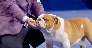 Thor The Bulldog Takes Home Best In Show At 2019 National Dog Awards Thor The Bulldog Takes Home Best In Show At 2019 National Dog Awards