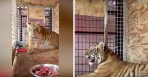Un policier du Texas trouve sac noir abandonné sur l'herbe dans lequel se trouvait un bébé tigre Un policier du Texas trouve sac noir abandonné sur l'herbe dans lequel se trouvait un bébé tigre