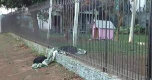 Un chien traîne sa couverture jusqu'à un chiot errant par une nuit froide Un chien traîne sa couverture jusqu'à un chiot errant par une nuit froide