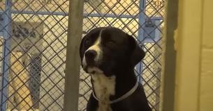 California Shelter Dog Jumps From Excitement As He Realizes He's Going Home California Shelter Dog Jumps From Excitement As He Realizes He's Going Home