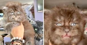Des chatons Maine Coon pelucheux ont des allures de petits loups-garous. Des chatons Maine Coon pelucheux ont des allures de petits loups-garous.