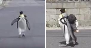 Penguin In Japan Used To Wear A Backpack And Walk To The Fish Market Each Day To Get Dinner For His Adopted Family Penguin In Japan Used To Wear A Backpack And Walk To The Fish Market Each Day To Get Dinner For His Adopted Family