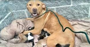 Une mère pitbull a été abandonnée avec ses 10 chiots à la porte d'un refuge pour animaux Une mère pitbull a été abandonnée avec ses 10 chiots à la porte d'un refuge pour animaux