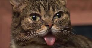 Lil Bub The Internet Sensation Who 'Saved Thousands' Has Passed Away In Her Sleep Aged 8 Lil Bub The Internet Sensation Who 'Saved Thousands' Has Passed Away In Her Sleep Aged 8
