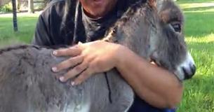 Newborn Donkey At Texas Farm Likes To Ask For Hugs Newborn Donkey At Texas Farm Likes To Ask For Hugs