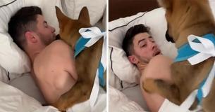Priyanka Chopra a filmé le moment où elle a surpris son mari Nick Jonas avec un nouveau chien Priyanka Chopra a filmé le moment où elle a surpris son mari Nick Jonas avec un nouveau chien