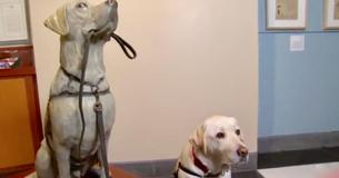 George H. W. Bush's Service Dog Sully Gets His Own Statue and a Kiss from JJ Watt Over Two Days George H. W. Bush's Service Dog Sully Gets His Own Statue and a Kiss from JJ Watt Over Two Days