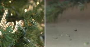Woman's Christmas Tree Infests Her Home With Bugs Woman's Christmas Tree Infests Her Home With Bugs