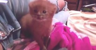 Woman In Argentina Finds Abandoned Kitten And Keeps Him For Months -Finds Out He's A Wild Puma Woman In Argentina Finds Abandoned Kitten And Keeps Him For Months -Finds Out He's A Wild Puma