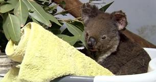 Australian Hospital Receives Nearly $2 Million In Donations To Help Koalas Impacted By Bushfires Australian Hospital Receives Nearly $2 Million In Donations To Help Koalas Impacted By Bushfires