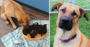 Stray Dog Found Cuddled Around Orphaned Kittens Keeping Them Warm In Freezing Temperatures Stray Dog Found Cuddled Around Orphaned Kittens Keeping Them Warm In Freezing Temperatures