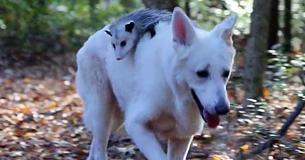 Orphaned Baby Opossum Adopted By Loving Dog Orphaned Baby Opossum Adopted By Loving Dog