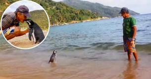 Penguin Swims 5000 Miles Every Year To See Rescuer Penguin Swims 5000 Miles Every Year To See Rescuer