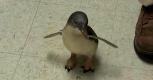 Pequeño pingüino busca a su cuidadora en el zoológico y se vuelve loco por recibir un masaje en la barriga cuando finalmente la encuentra Pequeño pingüino busca a su cuidadora en el zoológico y se vuelve loco por recibir un masaje en la barriga cuando finalmente la encuentra