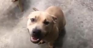 Pitbull Passes Away After Protecting Family From Aggressive Snake Pitbull Passes Away After Protecting Family From Aggressive Snake