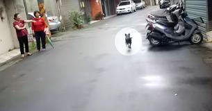 Un cane si perde e vaga per sei giorni prima di ritrovare il suo proprietario Un cane si perde e vaga per sei giorni prima di ritrovare il suo proprietario