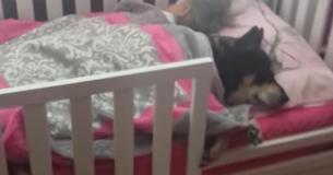 Su perro se había perdido, pero lo encontró durmiendo con su bebé Su perro se había perdido, pero lo encontró durmiendo con su bebé