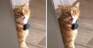 Cat Sees Owner And Says 'Well, Hi!' In A Southern Accent Cat Sees Owner And Says 'Well, Hi!' In A Southern Accent