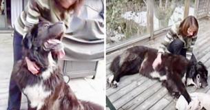 Dog Rescued After Being Chained Outside Without Protection For 4 Winters Dog Rescued After Being Chained Outside Without Protection For 4 Winters