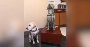 George H. W. Bush's Service Dog Sully Gets His Own Statue and a Kiss from JJ Watt Over Two Days George H. W. Bush's Service Dog Sully Gets His Own Statue and a Kiss from JJ Watt Over Two Days