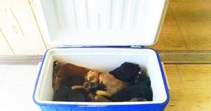 Una mujer se detiene para recoger una hielera a un costado de la carretera, en su interior se encuentra con nueve cachorros Una mujer se detiene para recoger una hielera a un costado de la carretera, en su interior se encuentra con nueve cachorros