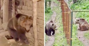 Bear Who Started Off Life Alone In Captivity Is Rescued And Meets Another Bear At Bear Sanctuary Bear Who Started Off Life Alone In Captivity Is Rescued And Meets Another Bear At Bear Sanctuary