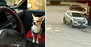 This Chihuahua Took Its Owners' SUV On An Accidental Ride Across Four Lanes Of Traffic This Chihuahua Took Its Owners' SUV On An Accidental Ride Across Four Lanes Of Traffic